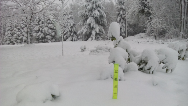Baumberge 7 cm Schnee 15.02.16