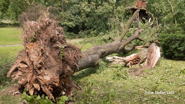 Umgestürzter Baum in Bochum