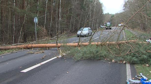 Baum B2 Groß Glienicke