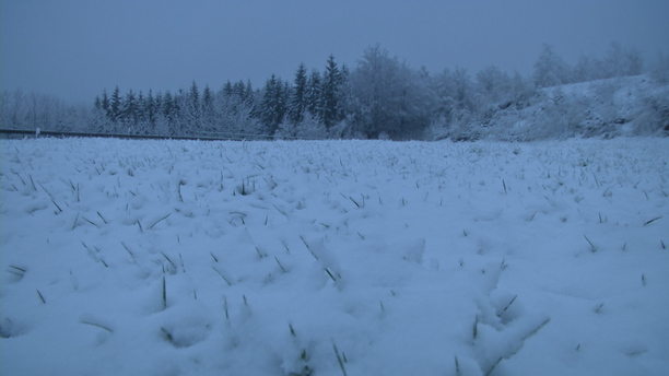 Schnee Wiese 